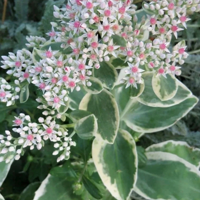 浙庭院小花匠*八宝景天“晨雾”耐寒多年生*耐热多肉花叶共赏宿根