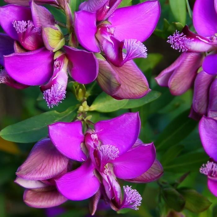 浙庭院小花匠*桃金娘叶远志*花期长花量大易打理*花灌木盆栽地栽