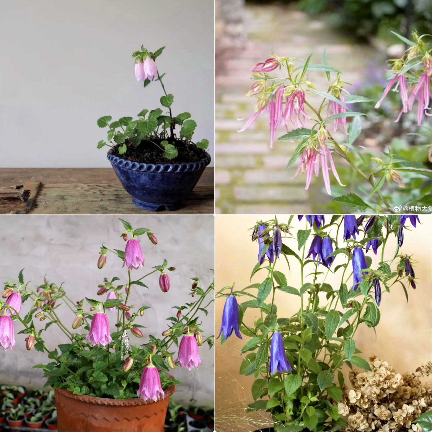 浙庭院小花匠*紫斑风铃草*多年生宿根*耐寒耐热*低维护宿根