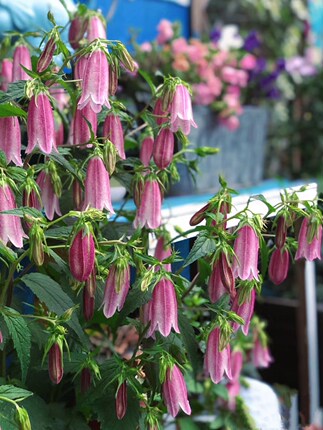 鲁庭院小花匠*宿根风铃草多品种*小川桔梗*青花*章鱼*骏河*红衣