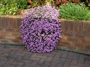 鲁庭院小花匠*岩生肥皂草*耐寒多年生*丰花匍匐垂吊*花毯植物