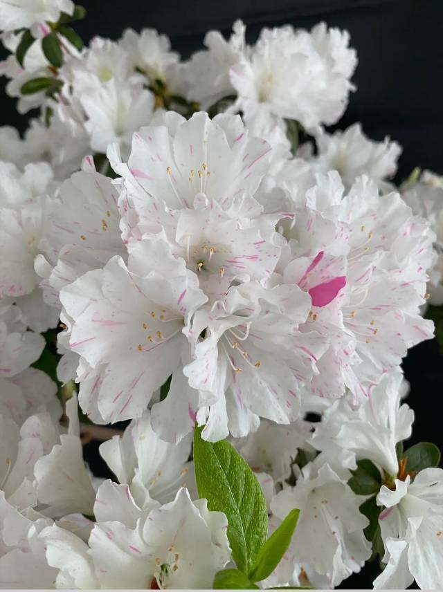 浙庭院小花匠*春鹃"小鸳鸯锦"*久留米杜鹃大苗*花量大耐阴耐热