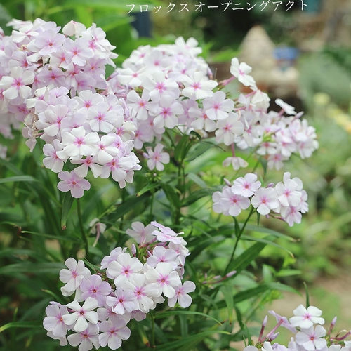 浙庭院小花匠*林荫福禄考“开幕表演”*耐寒多年生*耐湿热耐半阴