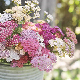 浙庭院小花匠*千叶蓍草*耐寒多年生*田园氛围花叶共赏耐热