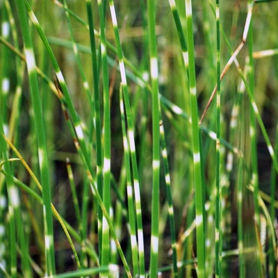 浙庭院小花匠*水葱“斑马条纹”耐寒多年生*耐热可水生*彩叶线条