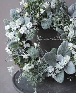 浙庭院小花匠*雪叶菊“凌云”半耐寒多年生*花境组盆切花*银叶菊