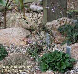 鲁庭院小花匠*岩生补血草/卡斯匹匙叶草*半耐寒多年生*垫状勿忘我