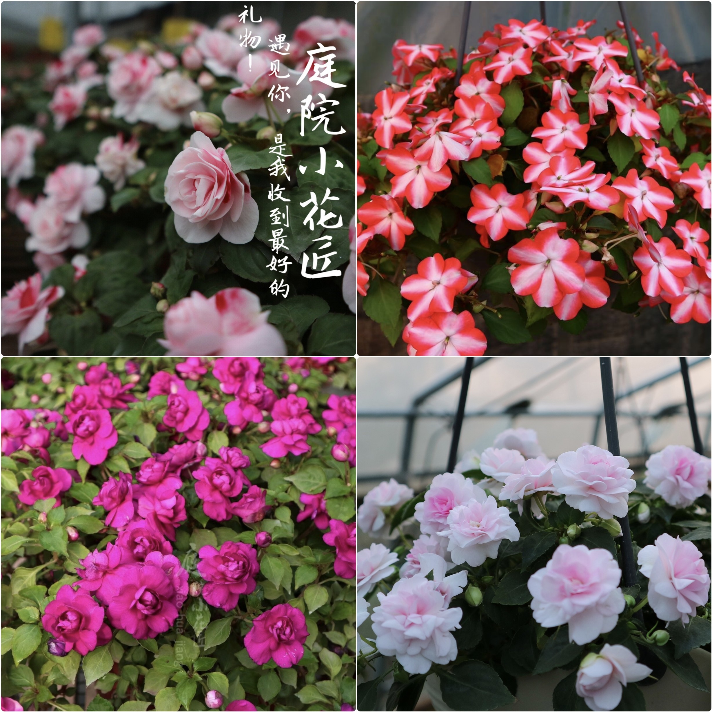 鲁庭院小花匠*非洲凤仙*多年生*花期长丰花*耐半阴*茶花凤仙