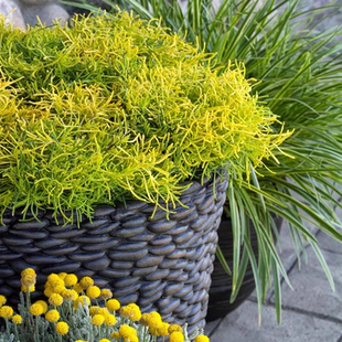 浙庭院小花匠*金叶银香菊“柠檬汽水”半耐寒多年生*芳香薰衣草棉