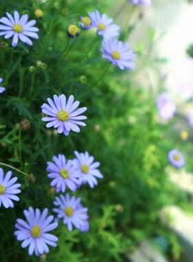 鲁庭院小花匠*小叶姬小菊*半耐寒多年生*新品*花量大*寄植组盆