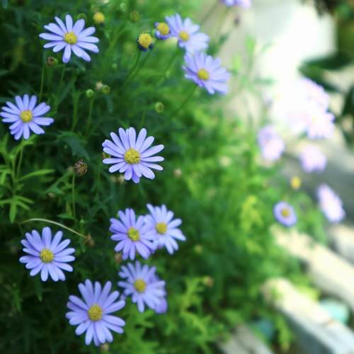 鲁庭院小花匠*小叶姬小菊*半耐寒多年生*新品*花量大*寄植组盆