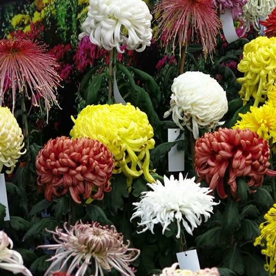 浙庭院小花匠*多品种中国菊/传统菊花*耐寒多年生*瑞云殿国华盘龙
