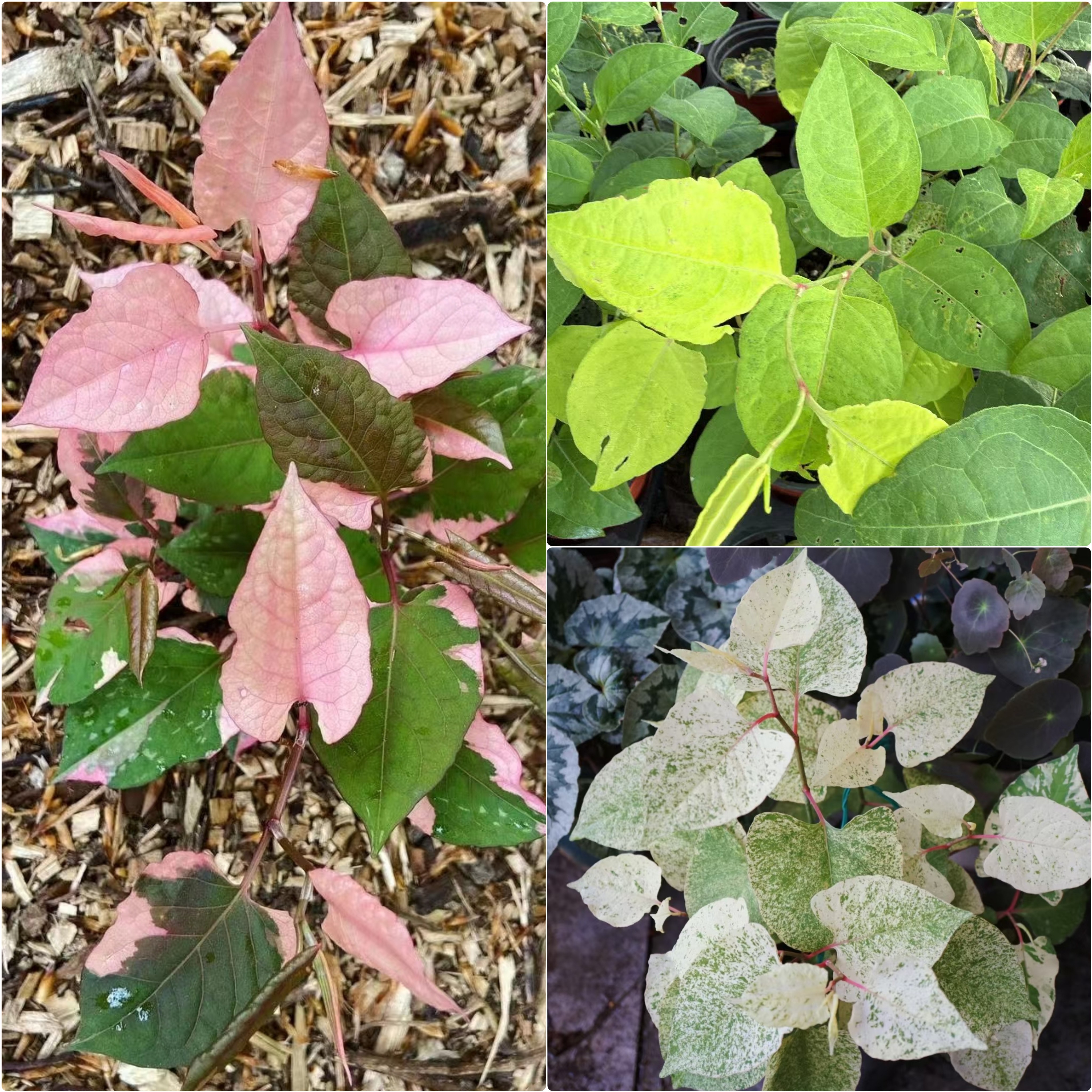 鲁庭院小花匠*虎杖“金叶/粉白斑/抹茶斑”耐寒多年生*耐热*彩叶图片