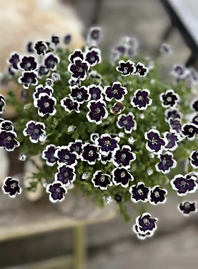 浙庭院小花匠*喜林草“黑便士”半耐寒一年生*花量大花期长*暗系