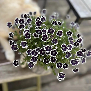 浙庭院小花匠*喜林草“黑便士”半耐寒一年生*花量大花期长*暗系