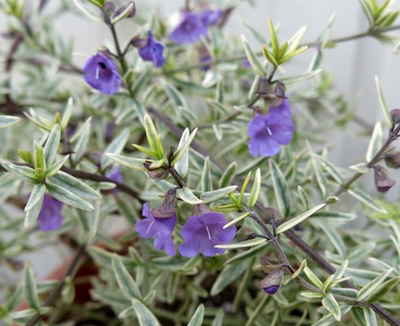 鲁庭院小花匠*花叶澳洲薄荷木*半耐寒多年生*耐热花灌木*薄荷布什