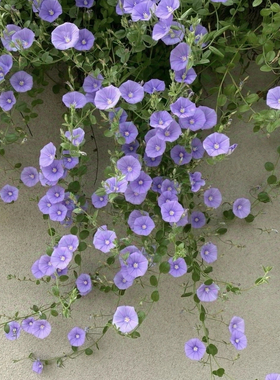 鲁庭院小花匠*蓝色岩旋花*半耐寒多年生*地被垂吊*耐热低维护
