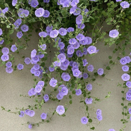 鲁庭院小花匠*蓝色岩旋花*半耐寒多年生*地被垂吊*耐热低维护