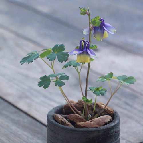 鲁庭院小花匠*芳香耧斗菜“青金石”耐寒多年生*颜色多变*矮生