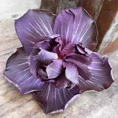 鲁庭院小花匠*变色扶桑“熊宝贝”扦插苗*多年生*耐热花期长*朱槿