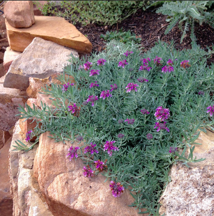 鲁庭院小花匠*紫花石蚕*半耐寒多年生*丰花地被灌木*习性似水果兰
