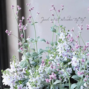 浙庭院小花匠*宿根千日红“灰白若紫”半耐寒多年生*小型品种组盆