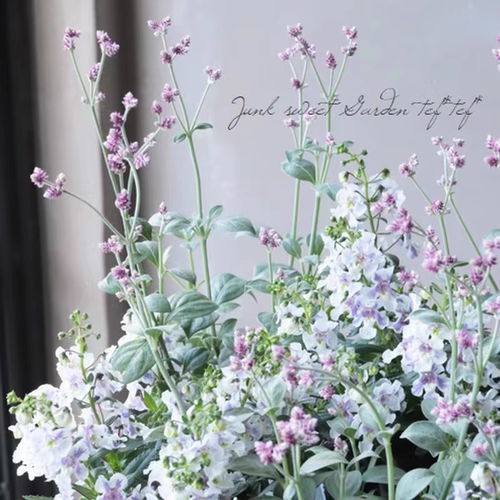 浙庭院小花匠*宿根千日红“灰白若紫”半耐寒多年生*小型品种组盆