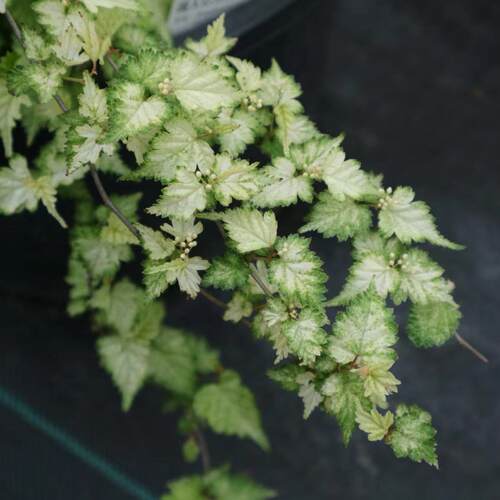 鲁庭院小花匠*花叶小米空木*耐寒多年生*耐热*新叶白锦*有秋色