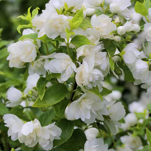 鲁庭院小花匠*大花重瓣山梅花“纯真”耐寒多年生*耐热*芳香灌木