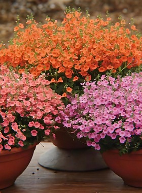 浙庭院小花匠*双距花“苹果花*木瓜*玫瑰珊瑚”半耐寒多年生*丰花