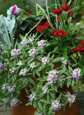 鲁庭院小花匠*花叶香雪球“可爱泡泡”半耐寒多年生*匍匐寄植组盆