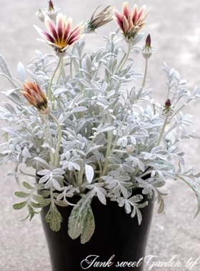 鲁庭院小花匠*银叶勋章菊“阿兹特克”半耐寒多年生*组盆*花期长