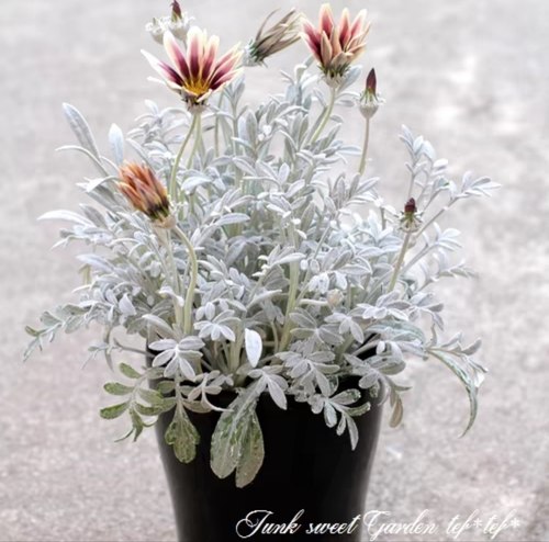 鲁庭院小花匠*银叶勋章菊“阿兹特克”半耐寒多年生*组盆*花期长