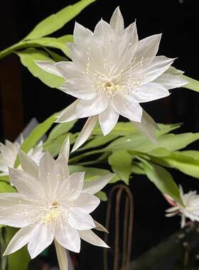 鲁庭院小花匠*小叶昙花*多年生*花期长花量大*耐热*姬月下美人