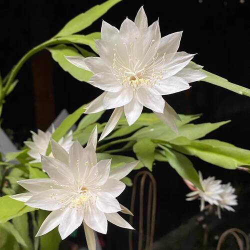 鲁庭院小花匠*小叶昙花*多年生*花期长花量大*耐热*姬月下美人