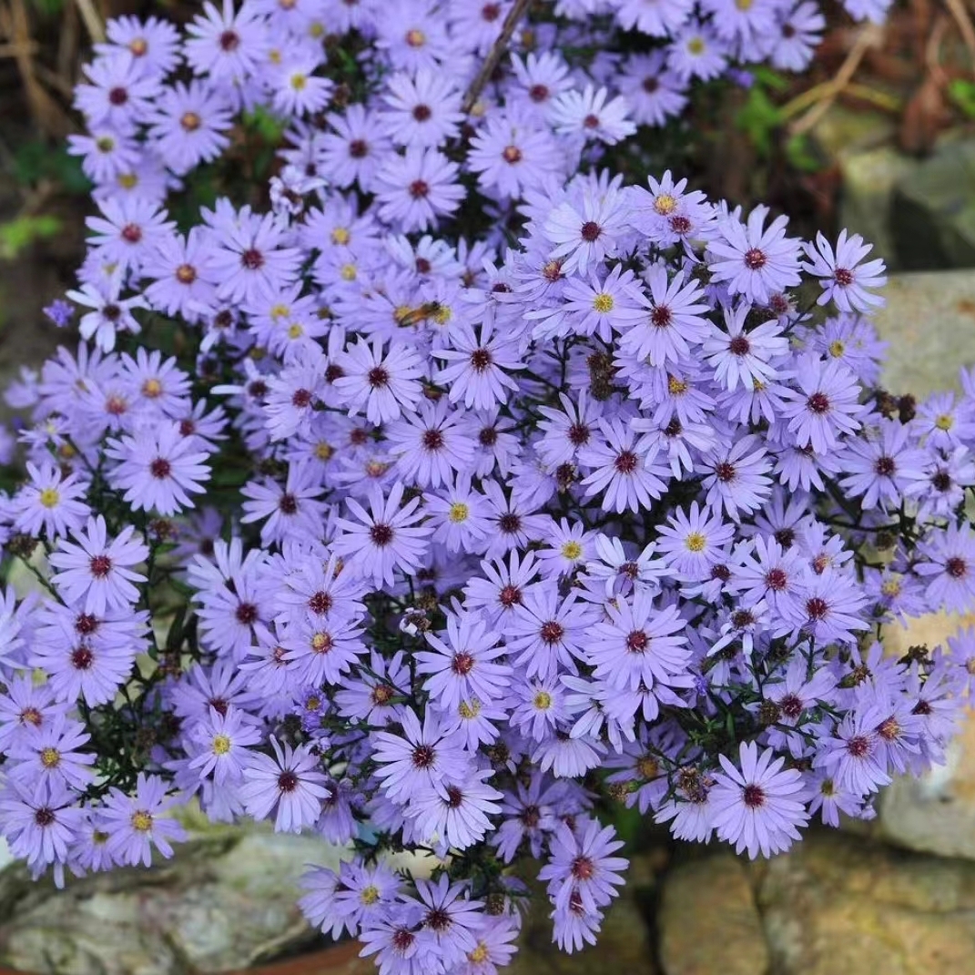 浙庭院小花匠*紫菀“小卡罗”耐寒多年生*耐热低维护*宿根*荷兰菊