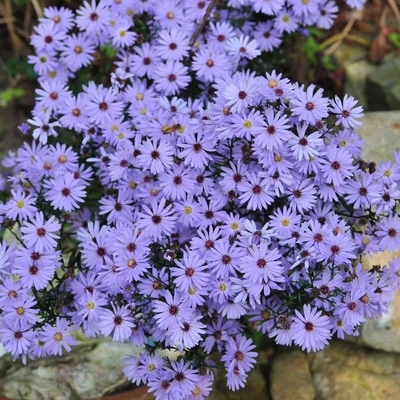 浙庭院小花匠*紫菀“小卡罗”耐寒多年生*耐热低维护*宿根*荷兰菊