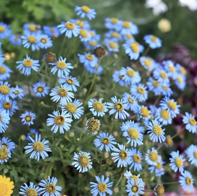 浙庭院小花匠*翠鸟雏菊*多年生*花梗高挑小清新*耐热一般*可留种
