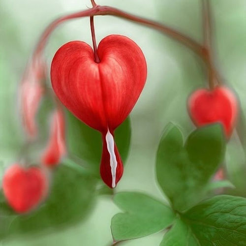 鲁庭院小花匠*荷包牡丹“海棠情人节”耐寒多年生*耐阴花境宿根