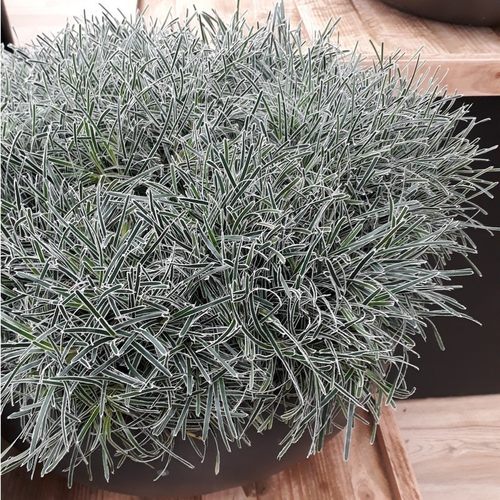 浙庭院小花匠*截叶球莎“冰晶”耐寒多年生*小型银边观赏草低维护