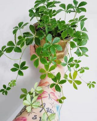 浙庭院小花匠*崖爬藤/甜蜜爬山虎*半耐寒多年生*小型耐荫常绿藤本