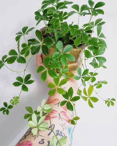 浙庭院小花匠*崖爬藤/甜蜜爬山虎*半耐寒多年生*小型耐荫常绿藤本