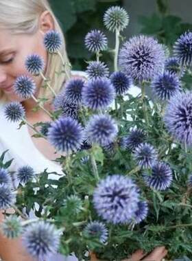 浙庭院小花匠*蓝刺头/蓝星球*耐寒多年生*可切花永生花素材*宿根