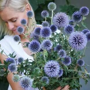 浙庭院小花匠*蓝刺头/蓝星球*耐寒多年生*可切花永生花素材*宿根