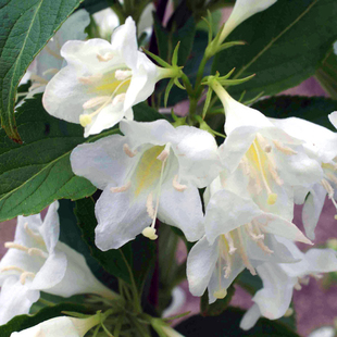 浙庭院小花匠*白花锦带“坎迪达”耐寒多年生*低维护花量大海仙花