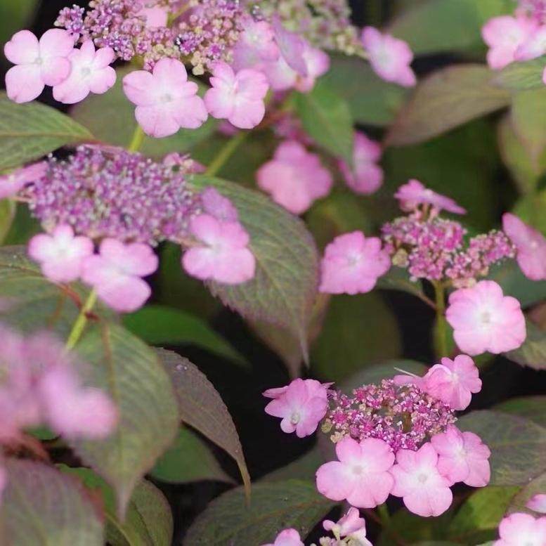 鲁庭院小花匠*山绣球“丘比特”耐寒多年生*小型耐阴*适合阳台,鲜花速递/花卉仿真/绿植园艺,绣球/木绣球/木本植物,淘宝优惠券,粉丝福利购,淘宝优惠卷