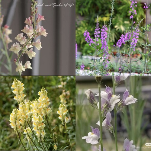 浙庭院小花匠*宿根柳穿鱼*耐寒多年生*黄/紫/杏/迷你*姬金鱼草