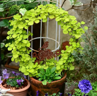 浙庭院小花匠*金叶茅莓*耐寒多年生*彩叶耐热*造型多变藤本*组盆