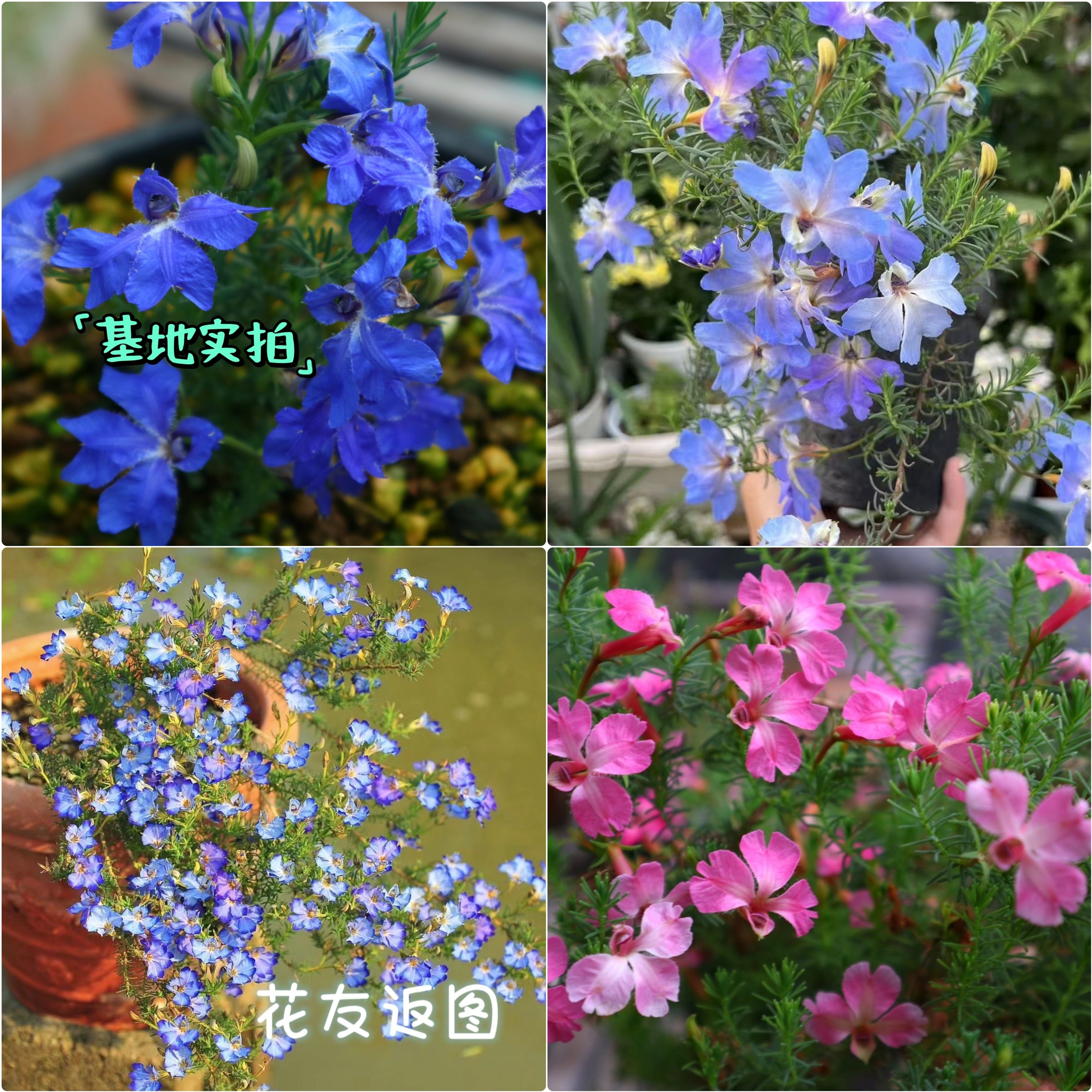 鲁庭院小花匠*初恋草*多年生*深蓝/大花浅蓝/粉色恋人/蓝色恋人/图片