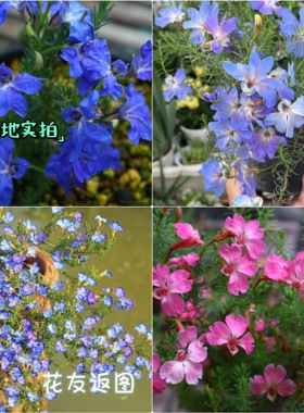 鲁庭院小花匠*初恋草*多年生*深蓝/大花浅蓝/粉色恋人/蓝色恋人/